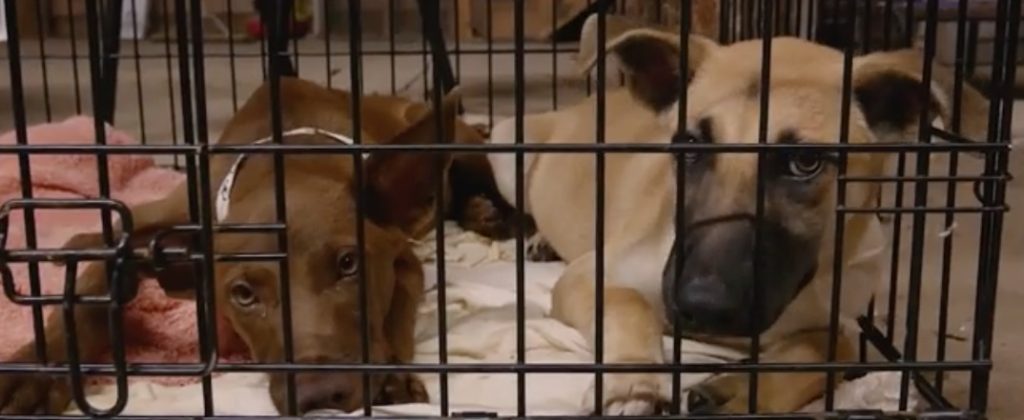 Hurricane Harvey's Impact on Pets